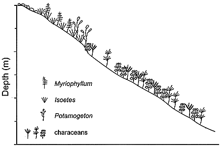 Clear Water and Cryptic Ecosystems Figure A (12KB)