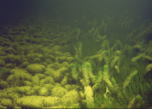 Clear Water and Cryptic Ecosystems Figure B (79KB)